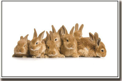 Bunny rabbits ON HI QUALITY LARGE PRINT 36X24 INCHES Photographic Paper(36 inch X 24 inch, Rolled)
Bunny rabbits ON HI QUALITY LARGE PRINT 36X24 INCHES Photographic Paper(36 inch X 24 inch, Rolled)