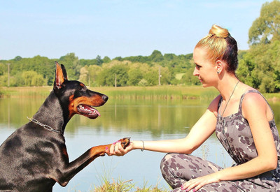 SHAKING HAND FRENDSHIP WITH DOG ON HI QUALITY LARGE PRINT 36X24 INCHES Photographic Paper(36 inch X 24 inch, Rolled)