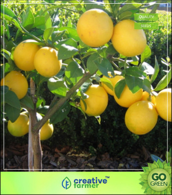 Creative Farmer Fruit Seeds : Rare Bonsai Lemon Seeds, Heirloom Fruit Seeds, Home Bonsai Garden Plant Seeds Fruit Seeds For Indoor Plants Seed(5 per packet)
Creative Farmer Fruit Seeds : Rare Bonsai Lemon Seeds, Heirloom Fruit Seeds, Home Bonsai Garden Plant Seeds Fruit Seeds For Indoor Plants Seed(5 per packet)