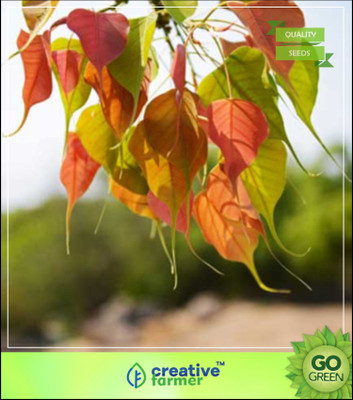 Creative Farmer Tree For Home Garden Ficus Tree - Religious Significance Rare Tree Seeds Tree Seeds For Seed(50 per packet)
Creative Farmer Tree For Home Garden Ficus Tree - Religious Significance Rare Tree Seeds Tree Seeds For Seed(50 per packet)