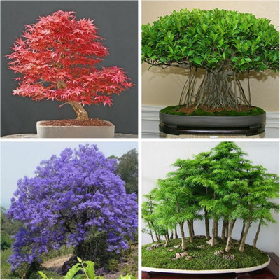 M-Tech Gardens Maple Jacaranda Cedar Ficus Seed(50 per packet)