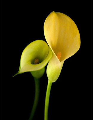 Aabhaas Wall Poster Yellow Calla Lily Flower Paper Print(12 inch X 18 inch, Rolled)
Aabhaas Wall Poster Yellow Calla Lily Flower Paper Print(12 inch X 18 inch, Rolled)