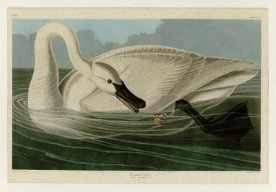 Aabhaas Wall Poster Postcard Audubon Trumpeter Swan Plate Paper Print(12 inch X 18 inch, Rolled)
Aabhaas Wall Poster Postcard Audubon Trumpeter Swan Plate Paper Print(12 inch X 18 inch, Rolled)