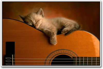 Aabhaas Wall Poster Cat on Acoustic Guitar Paper Print(12 inch X 18 inch, Rolled)
Aabhaas Wall Poster Cat on Acoustic Guitar Paper Print(12 inch X 18 inch, Rolled)