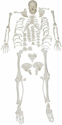 JLab 1033 Anatomical Body Model(xc-130 Anatomical Body Model (Disarticulated Skeleton PVC Model))
