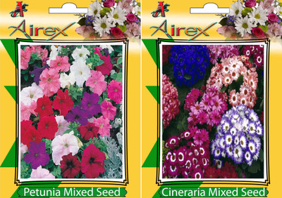 Airex Petunia Mixed, Cineraria Mixed Seed(15 per packet)