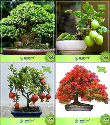 Creative Farmer Bonsai Seeds : Seeds Combo Combo Water Jasmine, Guava , Pomagranate Nana, Gulmohar Garden Seeds Seed(10 per packet)
Creative Farmer Bonsai Seeds : Seeds Combo Combo Water Jasmine, Guava , Pomagranate Nana, Gulmohar Garden Seeds Seed(10 per packet)