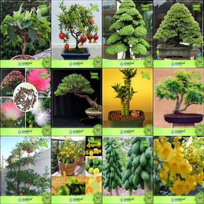 Creative Farmer Bonsai Seeds : Bonsai Suitable Plant Seeds Combo Ficus Religiosa, Pomagranate Nana, Cryptomaria Japonica , Pinus Roxburghaiialbizia Lebbeck ,Eucalyptus ,Bamboo ,Gulmohar,Apple Garden Seeds Seed(10 per packet)
Creative Farmer Bonsai Seeds : Bonsai Suitable Plant Seeds Combo Ficus Religiosa, Pomagranate Nana, Cryptomaria Japonica , Pinus Roxburghaiialbizia Lebbeck ,Eucalyptus ,Bamboo ,Gulmohar,Apple Garden Seeds Seed(10 per packet)