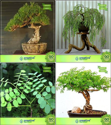 Creative Farmer Bonsai Seeds : Live Plants Seeds For Garden Combo Australian Pine, Peltophorum, Adenanthera Pavonina , Acacia Mangium Garden Seeds Seed(10 per packet)
Creative Farmer Bonsai Seeds : Live Plants Seeds For Garden Combo Australian Pine, Peltophorum, Adenanthera Pavonina , Acacia Mangium Garden Seeds Seed(10 per packet)