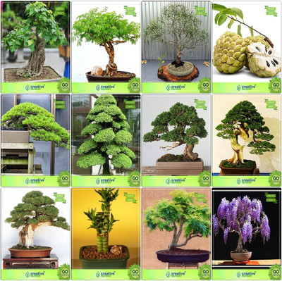 Creative Farmer Bonsai Seeds : Seeds For Exterior Gardening Combo Ficus Religiosa, Acacia Mangium, Eucalyptus Grandis, Anona Hoop Pine,Cryptomaria Japonica ,Cupressus Torulosa ,Pinus Petula ,Thuja Orientalis Garden Seeds Seed(10 per packet)
Creative Farmer Bonsai Seeds : Seeds For Exterior Gardening Combo Ficus Religiosa, Acacia Mangium, Eucalyptus Grandis, Anona Hoop Pine,Cryptomaria Japonica ,Cupressus Torulosa ,Pinus Petula ,Thuja Orientalis Garden Seeds Seed(10 per packet)