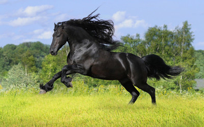 Black Horse Poster Paper Print on fine art paper 13x19 Fine Art Print(19 inch X 13 inch, Rolled)