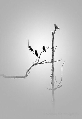 Digital Painting birds sketch Poster Wallpaper on LARGE PRINT 36X24 INCHES Photographic Paper(24 inch X 36 inch, Rolled)
Digital Painting birds sketch Poster Wallpaper on LARGE PRINT 36X24 INCHES Photographic Paper(24 inch X 36 inch, Rolled)