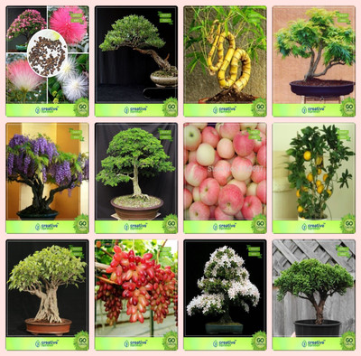Creative Farmer Bonsai Seeds : Plants Seeds For Hanging Baskets Combo Albizia Lebbeck , Eucalyptus , Bamboo , Gulmoharjacaranda,Albizia Saman,Apple,Lemon,Ficus Religiosa Garden Seeds Seed(10 per packet)
Creative Farmer Bonsai Seeds : Plants Seeds For Hanging Baskets Combo Albizia Lebbeck , Eucalyptus , Bamboo , Gulmoharjacaranda,Albizia Saman,Apple,Lemon,Ficus Religiosa Garden Seeds Seed(10 per packet)