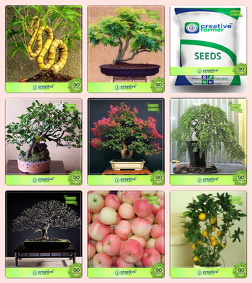 Creative Farmer Bonsai Seeds : Fruit And Tree Combo Combo Bamboo , Gulmohar, Jacaranda, Murrayya Exoticalagerstroemia ,Peltophorum,Albizia Saman,Apple,Lemon Garden Seeds Seed(10 per packet)
Creative Farmer Bonsai Seeds : Fruit And Tree Combo Combo Bamboo , Gulmohar, Jacaranda, Murrayya Exoticalagerstroemia ,Peltophorum,Albizia Saman,Apple,Lemon Garden Seeds Seed(10 per packet)