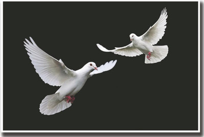 Two White peace doves Print Poster on LARGE PRINT 36X24 INCHES Photographic Paper(36 inch X 24 inch, Rolled)
Two White peace doves Print Poster on LARGE PRINT 36X24 INCHES Photographic Paper(36 inch X 24 inch, Rolled)
