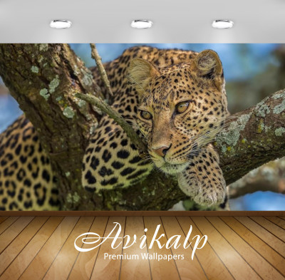 Avikalp Nature Wallpaper(60.96 cm X 91.44 cm)