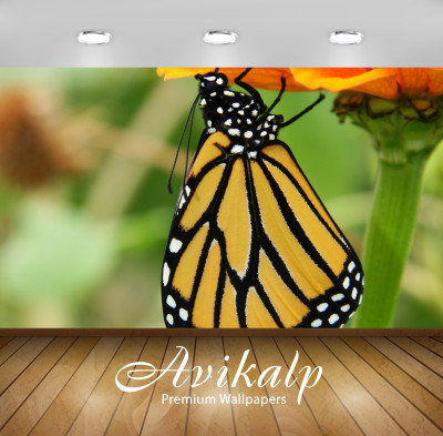 Avikalp Abstract Wallpaper(60.96 cm X 91.44 cm)