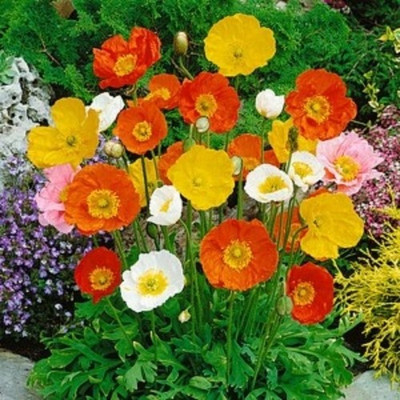 syed garden california poppy mix Seed(50 per packet)