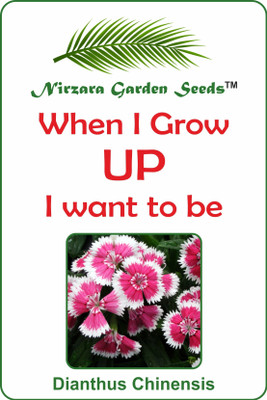 Nirzara Garden Seeds Dianthus Chinensis - 30 Seed(30 per packet)