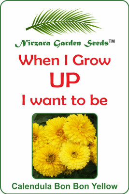 Nirzara Garden Seeds Calendula Bon Bon Yellow - 30 Seed(30 per packet)