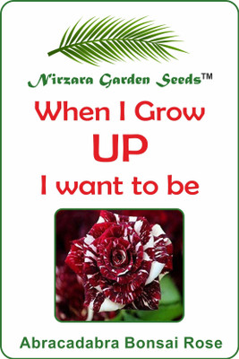 Nirzara Garden Seeds Abracadabra Bonsai Rose Seed(30 per packet)