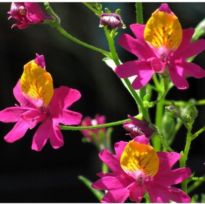 Creative Farmer Flower Seeds : Poor Man'S Orchid Garden Seeds Flower Seeds For Direct Sowing (18 Packets) Garden Plant Seeds Seed(20 per packet)
Creative Farmer Flower Seeds : Poor Man'S Orchid Garden Seeds Flower Seeds For Direct Sowing (18 Packets) Garden Plant Seeds Seed(20 per packet)