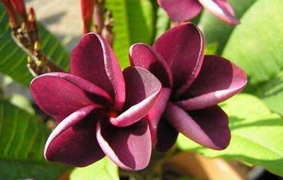 Generic Plumeria Frangipani 'Anchan'. One of the darkest plumeria varieties 5 Seed(5 per packet)