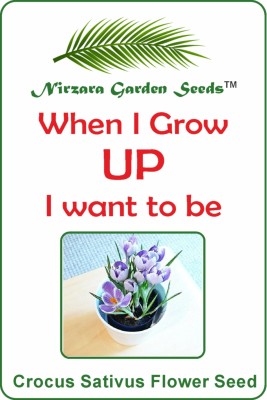 Nirzara Garden Seeds Crocus Sativus Flower Seed(30 per packet)