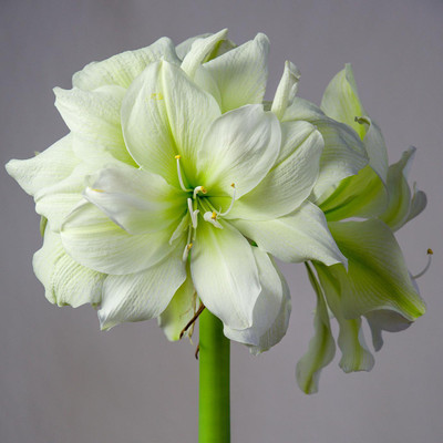 Generic AMARYLLIS Seed(4 per packet)