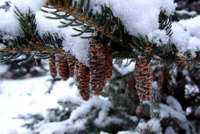 KumkumArts Winter Poster 12 x 18 Inch, HD Quality Image, Gloss Paper, Unframed, Qty 1 Paper Print(18 inch X 12 inch, Rolled)
KumkumArts Winter Poster 12 x 18 Inch, HD Quality Image, Gloss Paper, Unframed, Qty 1 Paper Print(18 inch X 12 inch, Rolled)