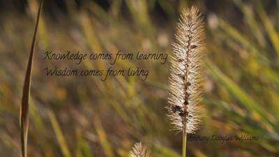 Akhuratha aquote-quotes-knowledge-wisdom Wall Poster Paper Print(12 inch X 18 inch, Rolled)
Akhuratha aquote-quotes-knowledge-wisdom Wall Poster Paper Print(12 inch X 18 inch, Rolled)