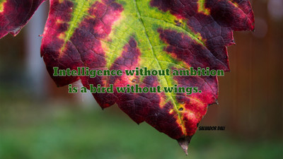 Akhuratha a-quote-quotes-intelligence-ambition Wall Poster Paper Print(12 inch X 18 inch, Rolled)
Akhuratha a-quote-quotes-intelligence-ambition Wall Poster Paper Print(12 inch X 18 inch, Rolled)
