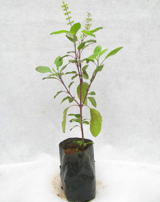 get some deals Krishna Tulsi Plant(Yes Pack of 1 Herb)
