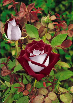 Variety House Fresh Perennial Exotic Blood Red and White Rare Rose Flower Seed(10 per packet)
Variety House Fresh Perennial Exotic Blood Red and White Rare Rose Flower Seed(10 per packet)