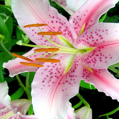 nema Pink Dot Lilium brownii Seed(50 per packet)