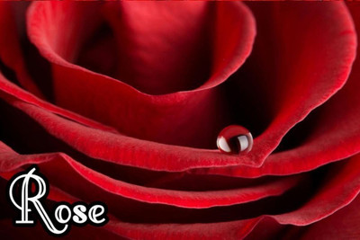 Rose Poster POSTER PRINT ON 13X19 INCHES 3D Poster(13 inch X 19 inch, Rolled)
Rose Poster POSTER PRINT ON 13X19 INCHES 3D Poster(13 inch X 19 inch, Rolled)