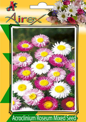 Airex Acroclinium Roseum Mixed (Winter) Flower Seeds (8 Packet Of Acroclinium Roseum Mixed) Pack Of 40 Seeds* 8 Per Packet Seed(320 per packet)
Airex Acroclinium Roseum Mixed (Winter) Flower Seeds (8 Packet Of Acroclinium Roseum Mixed) Pack Of 40 Seeds* 8 Per Packet Seed(320 per packet)