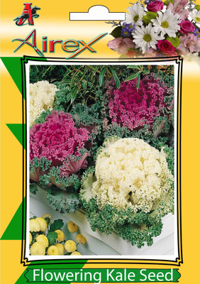 Airex Flowering Kale (Winter) Flower Seeds (1 Packet Of Flowering Kale) Pack Of 50 Seeds * 1 Per Packet Seed(50 per packet)
Airex Flowering Kale (Winter) Flower Seeds (1 Packet Of Flowering Kale) Pack Of 50 Seeds * 1 Per Packet Seed(50 per packet)
