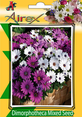 Airex Dimorphotheca Mixed Winter Flower Seeds (2 Packet Of Dimorphotheca Mixed) Pack Of 40 Seeds * 2 Per Packet Seed(80 per packet)
Airex Dimorphotheca Mixed Winter Flower Seeds (2 Packet Of Dimorphotheca Mixed) Pack Of 40 Seeds * 2 Per Packet Seed(80 per packet)