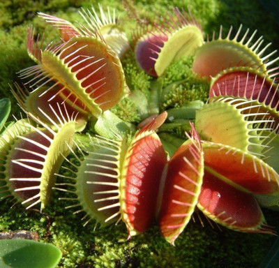 Nema Dionaea Muscipula Giant Clip Venus Flytrap Seed(100 per packet)