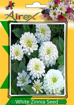 Airex White Zinnia Seed(20 per packet)
