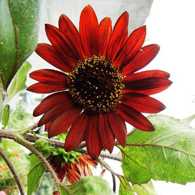 Nema Helianthus Red Sunflower Seed(20 per packet)