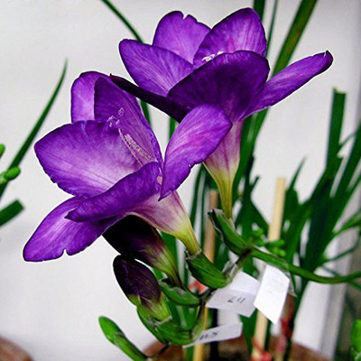 Nema Purple Freesia Flower Seed(100 per packet)