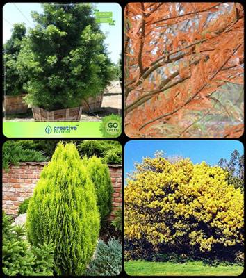 Creative Farmer Rare Exotic Seeds Podocarpus Gracillior ,Taxodium Mucronatum ,Thuja Orientalis ,Acacia Dealbata Combo For Home Garden Tree Seeds & Tree Seeds & Medicinal Plant Seeds & Tree Seeds Seeds By Creative Farmer Seed(4 per packet)
Creative Farmer Rare Exotic Seeds Podocarpus Gracillior ,Taxodium Mucronatum ,Thuja Orientalis ,Acacia Dealbata Combo For Home Garden Tree Seeds & Tree Seeds & Medicinal Plant Seeds & Tree Seeds Seeds By Creative Farmer Seed(4 per packet)