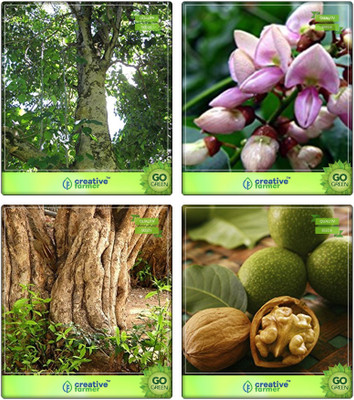 Creative Farmer Tree Combo Seeds Gmelina Arborea,Pongamia Pinnata,Wrightia Tinctoria ,Wallnut Combo For Home Garden Medicinal Tree Seeds & Medicinal Tree Seeds & Medicinal Tree Seeds & Nut Seeds Seeds By Creative Farmer Seed(4 per packet)
Creative Farmer Tree Combo Seeds Gmelina Arborea,Pongamia Pinnata,Wrightia Tinctoria ,Wallnut Combo For Home Garden Medicinal Tree Seeds & Medicinal Tree Seeds & Medicinal Tree Seeds & Nut Seeds Seeds By Creative Farmer Seed(4 per packet)