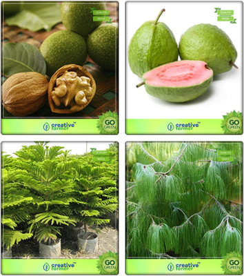 Creative Farmer Go Green Gift Combo Wallnut ,Guava ,Hoop Pine ,Pinus Petula Combo For Home Garden Nut Seeds & Fruit Seeds & Shade Tree/Ornamental Tree & Timber Species Seeds By Creative Farmer Seed(4 per packet)
Creative Farmer Go Green Gift Combo Wallnut ,Guava ,Hoop Pine ,Pinus Petula Combo For Home Garden Nut Seeds & Fruit Seeds & Shade Tree/Ornamental Tree & Timber Species Seeds By Creative Farmer Seed(4 per packet)