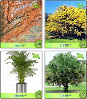 Creative Farmer Seeds For Garden In Home Taxodium Mucronatum ,Acacia Dealbata ,Areca Palm ,Himalayan Fan Palm Combo For Home Garden Tree Seeds & Tree Seeds & Ornamental Palm Tree & Ornamental Palm Tree Seeds By Creative Farmer Seed(4 per packet)
Creative Farmer Seeds For Garden In Home Taxodium Mucronatum ,Acacia Dealbata ,Areca Palm ,Himalayan Fan Palm Combo For Home Garden Tree Seeds & Tree Seeds & Ornamental Palm Tree & Ornamental Palm Tree Seeds By Creative Farmer Seed(4 per packet)