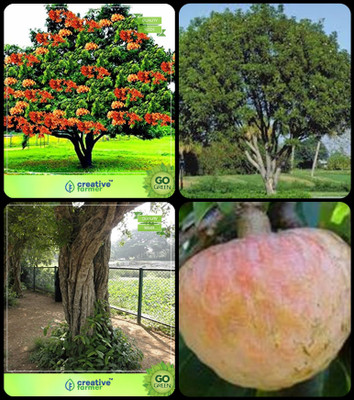 Creative Farmer Seeds For Garden In Home Asoka ,Mahogany,Wrightia Tinctoria ,Anona Squamosa Combo For Home Garden Sacred Tree & Timber Species & Medicinal Tree Seeds & Fruit Seeds Seeds By Creative Farmer Seed(4 per packet)
Creative Farmer Seeds For Garden In Home Asoka ,Mahogany,Wrightia Tinctoria ,Anona Squamosa Combo For Home Garden Sacred Tree & Timber Species & Medicinal Tree Seeds & Fruit Seeds Seeds By Creative Farmer Seed(4 per packet)