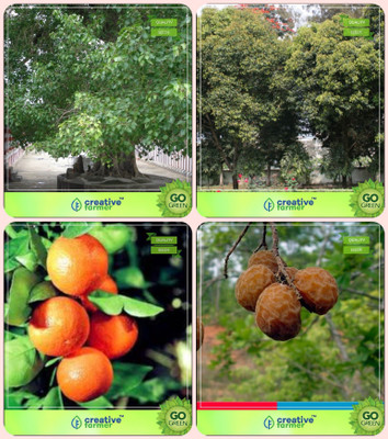 Creative Farmer Forest Tree Seeds Ficus Religiosa,Mamosa -Elangi,Orange ,Sapindus Emarginatus Combo For Home Garden Sacred Tree & Fruit Seeds & Nut Seeds Seeds By Creative Farmer Seed(4 per packet)
Creative Farmer Forest Tree Seeds Ficus Religiosa,Mamosa -Elangi,Orange ,Sapindus Emarginatus Combo For Home Garden Sacred Tree & Fruit Seeds & Nut Seeds Seeds By Creative Farmer Seed(4 per packet)