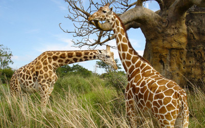 Akhuratha apple-background-gathering-giraffe-winter-images-movies-widescreen Wall Poster Paper Print(12 inch X 18 inch, Rolled)
Akhuratha apple-background-gathering-giraffe-winter-images-movies-widescreen Wall Poster Paper Print(12 inch X 18 inch, Rolled)
